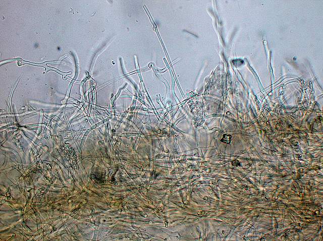 Macromiceti jurassiani � la lunga ricerca
